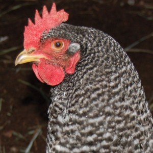 Salty, our Barred Rock