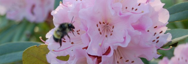 Bee on rhodie in February
