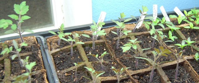 Tomato and pepper seedlings