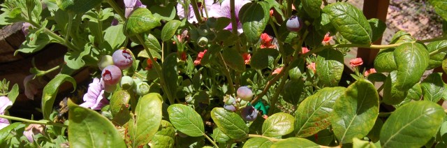 Blueberries in early July