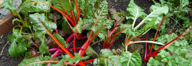 Swiss chard in the greenhouse