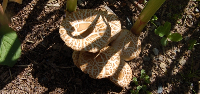 Mushrooms in garlic patch